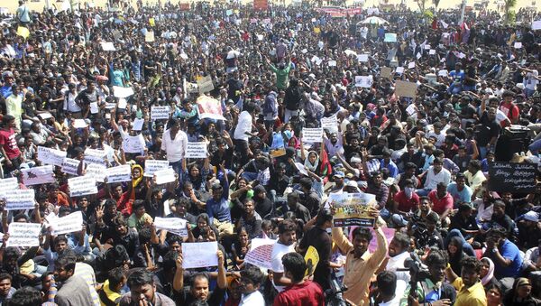 Protestors gather at Marina beach demanding a ban be lifted on the traditional sport of bull-taming, or Jallikattu, in Chennai, India - Sputnik International