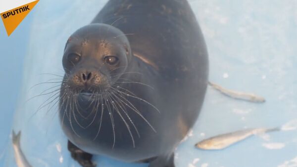 Kroshik The Seal Moves To New Home - Sputnik International