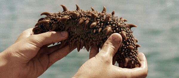 Sea cucumber Sea cucumber - Sputnik International