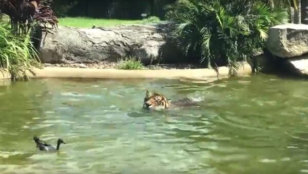 Brave duck plays with Tiger - Sputnik International