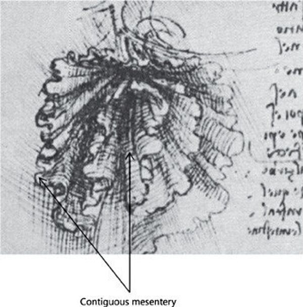 Drawing of mesenteric organ by Leonardo Da Vinci Drawing of mesenteric organ by Leonardo Da Vinci - Sputnik International