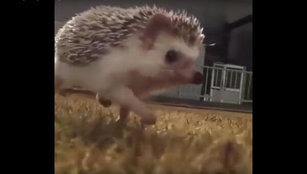 This hedgehog running in slow motion is too much - Sputnik International