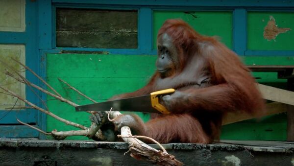 Orangutan Sawing Duel - Sputnik International