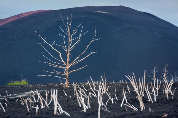 Stunning Kamchatka Seen Through Eyes of Wildlife Photographer of the Year Winner - Sputnik International