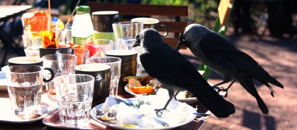 Jackdaws Jackdaws - Sputnik International