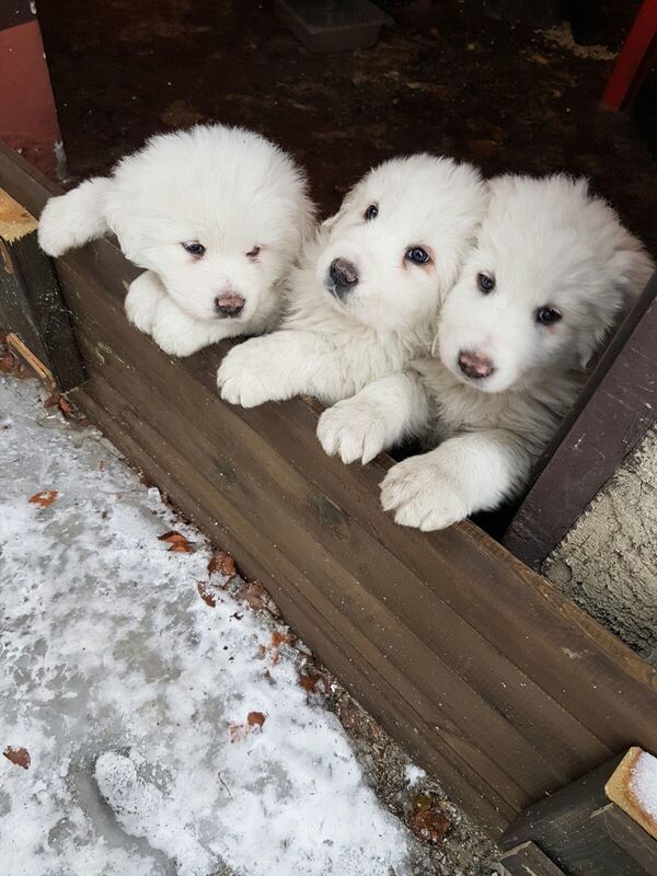 In this photo taken on Tuesday, Jan. 17, 2017 three puppies stay close to each other at the Hotel Rigopiano, near Farindola, central Italy, a day before an avalanche buried the hotel. Emergency crews digging into an avalanche-slammed hotel were cheered Monday by the discovery of three puppies who had survived for days under tons of snow, giving them new hope for the 23 people still missing in the disaster.  - Sputnik International