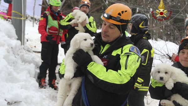 Firefighters hold three puppies that were found alive in the rubble of the avalanche-hit Hotel Rigopiano, near Farindola, central Italy, Monday, Jan. 22, 2017. Emergency crews digging into an avalanche-slammed hotel were cheered Monday by the discovery of three puppies who had survived for days under tons of snow, giving them new hope for the 23 people still missing in the disaster. - Sputnik International