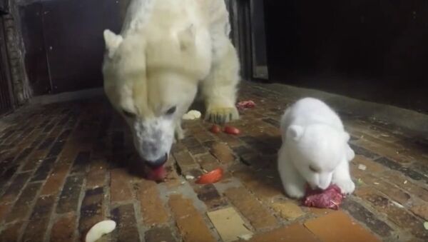 Polar Bear Cub Gets Lesson On Table Manners - Sputnik International