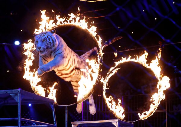 Vive le Cirque! Spectacular Show at International Circus Festival in Monaco - Sputnik International