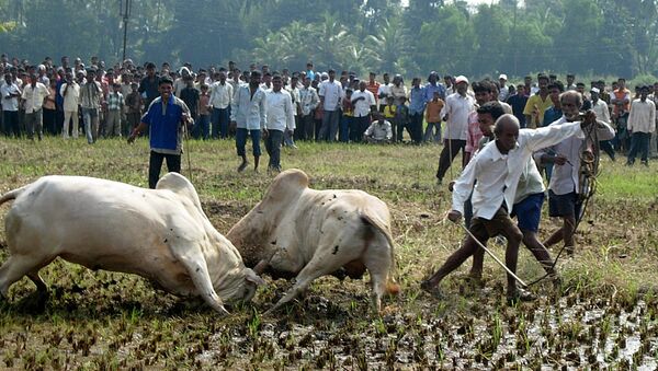 Spectators watching as two bulls lock horns during a bull fight in Benolim, south Goa. (File) - Sputnik International
