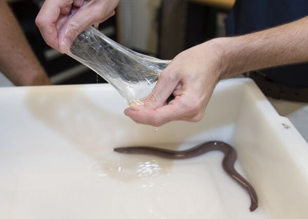 Dr. Ryan Kincer demonstrates the elasticity of the authentic Pacific hagfish slime aboard Naval Surface Warfare Center Panama City Division (NSWC PCD) Nov. 29, 2016. Dr. Ryan Kincer demonstrates the elasticity of the authentic Pacific hagfish slime aboard Naval Surface Warfare Center Panama City Division (NSWC PCD) Nov. 29, 2016. - Sputnik International