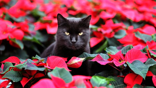 Cat Elmo sits amid red winter roses (poinsettia) in a greenhouse in Barth, northern Germany, Tuesday, Oct. 29, 2013 - Sputnik International