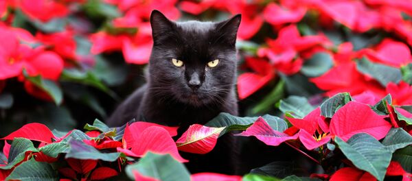 Cat Elmo sits amid red winter roses (poinsettia) in a greenhouse in Barth, northern Germany, Tuesday, Oct. 29, 2013 Cat Elmo sits amid red winter roses (poinsettia) in a greenhouse in Barth, northern Germany, Tuesday, Oct. 29, 2013 - Sputnik International