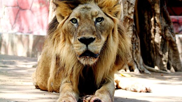 African Hybrid lion Govind, 21, relaxes after receiving treatment at the Kamala Nehru Zoological Garden in Ahmedabad, 17 April 2007. - Sputnik International