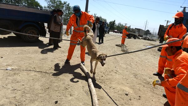 In this photograph taken on June 24, 2014, Afghan municipal workers catch a stray dog with a steel hook and wooden bars on a street of Kabul - Sputnik International