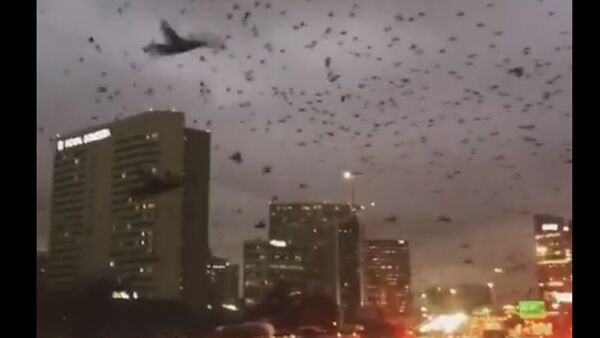 Huge Flock of Birds Take Over City - Sputnik International