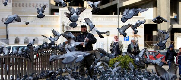 A man feed pigeons in Damascus, Syria January 28, 2017 - Sputnik International