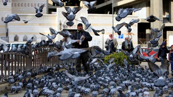 A man feed pigeons in Damascus, Syria January 28, 2017 - Sputnik International