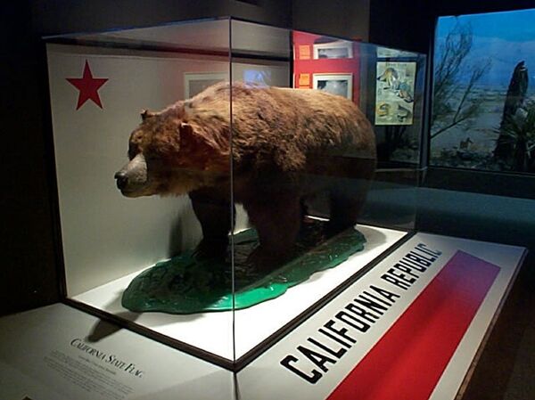 Mascot of the bear flag republic but reputedly its last brown bear on display at the California Academy of Sciences Mascot of the bear flag republic but reputedly its last brown bear on display at the California Academy of Sciences - Sputnik International