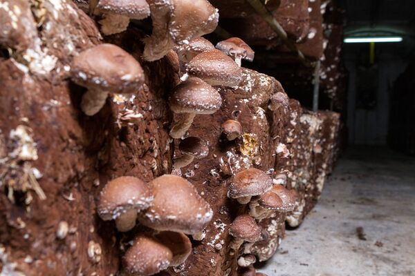 Shiitake Shiitake - Sputnik International