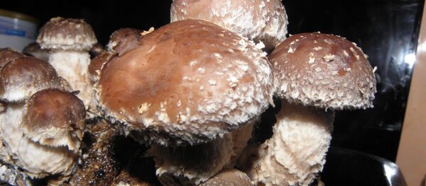 Shiitake Shiitake - Sputnik International
