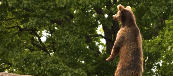 Sweden bear Sweden bear - Sputnik International