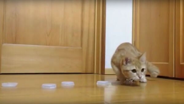 This Cat Has Goalie-like Reflexes - Sputnik International