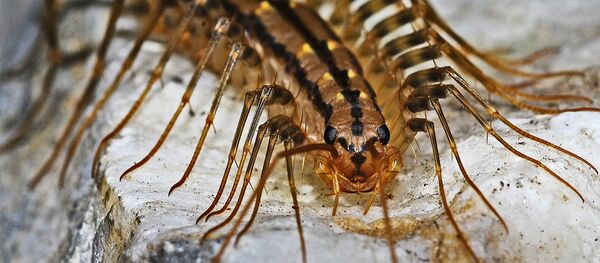 Centipede Centipede - Sputnik International