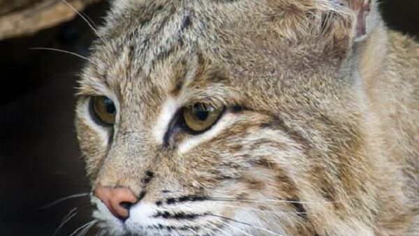 A photo of Ollie, the mature female bobcat who escaped the DC National Zoo. - Sputnik International