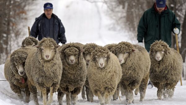 Sheep stroll on a road covered with snow for exercise, at the National Agricultural Research Center for the Hokkaido Region in Sapporo, northern Japan. (File) - Sputnik International