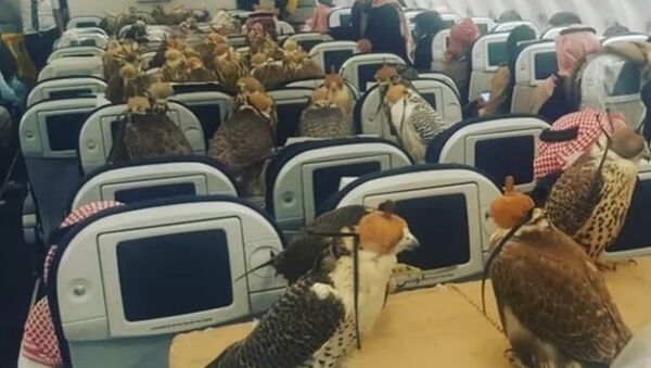 Saudi prince bought ticket for his 80 hawks - Sputnik International