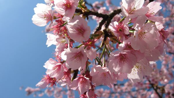 Plum Blossoms, Ueno, Tokyo, Japan. - Sputnik International