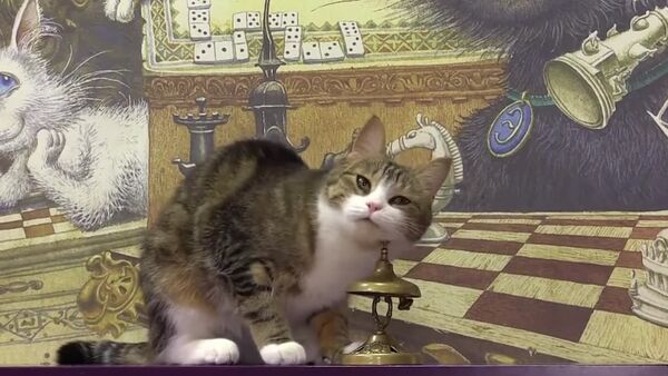 Maru The Mathematical Cat Crunches Numbers In St. Petersburg - Sputnik International