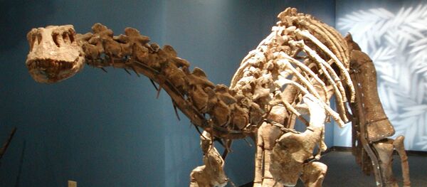 Lufengosaurus magnus from the Beijing Museum of Natural History Lufengosaurus magnus from the Beijing Museum of Natural History - Sputnik International