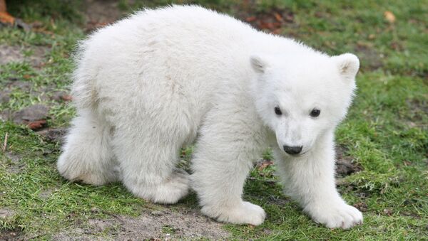 Baby Polar Bear - Sputnik International