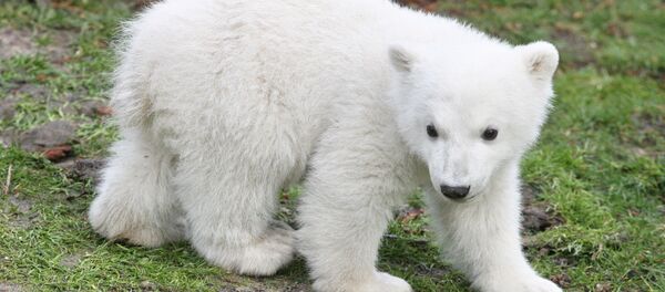 Baby Polar Bear Baby Polar Bear - Sputnik International