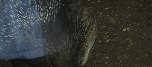 Porcupine Porcupine - Sputnik International