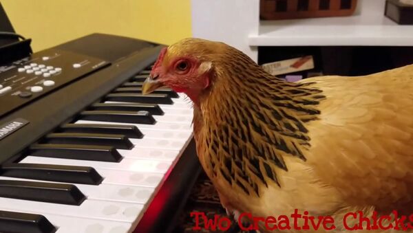 Patriotic Chicken Playing Keyboard Piano - Sputnik International