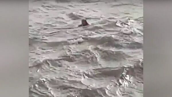 Man goes swimming in huge waves as Storm Doris strikes - Sputnik International
