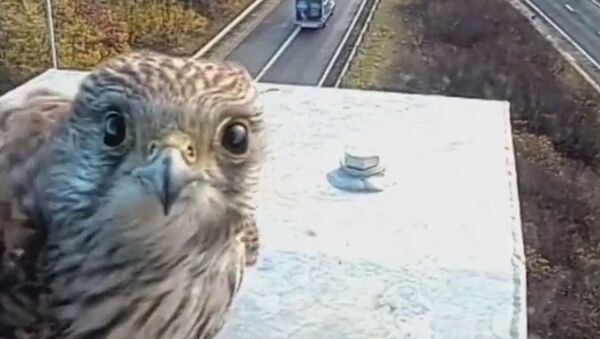 Captivating footage of kestrel caught on Highways England M5 CCTV - Sputnik International