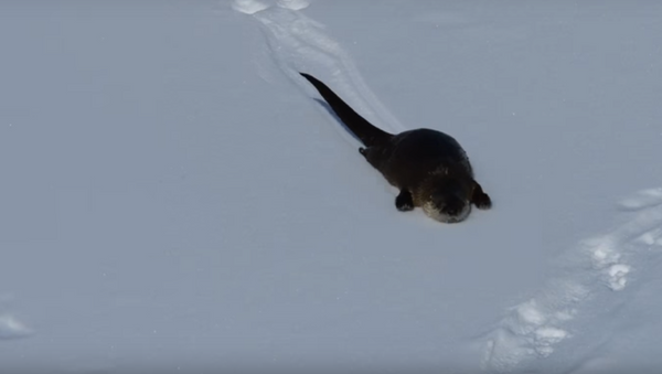 Forget the Sled! Otter Uses Belly to Slide in Snow - Sputnik International