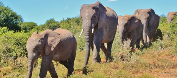 Elephants - Sputnik International