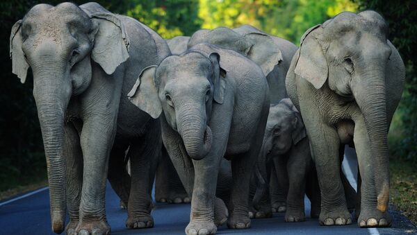 Asian Elephants. (File) - Sputnik International