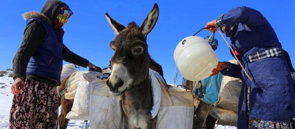 Güvercin Güvercin - Sputnik International