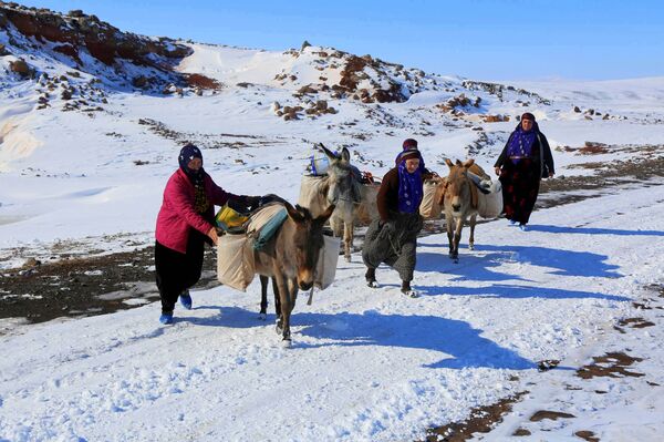 Donkeys of Güvercin help residents carry water Donkeys of Güvercin help residents carry water - Sputnik International