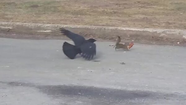 Pizza wielding squirrel vs. crow in a classic winter battle - Sputnik International