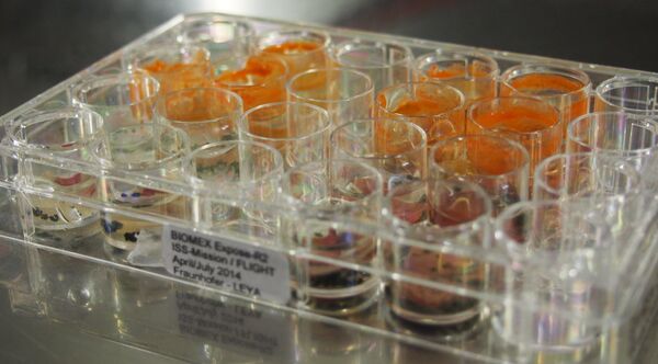 After their return from the ISS almost all samples developed into new populations. The green alga (top 2 rows) also developed orange-coloured resting stages, whilst typically blue-green pigmented colonies were developed by the cyanobacterium (bottom 2 rows). - Sputnik International