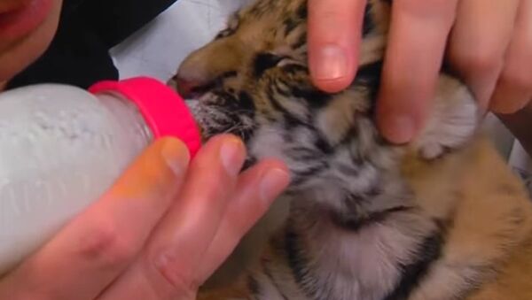 Endangered Malayan Tiger Cubs Born At Cincinnati Zoo - Sputnik International