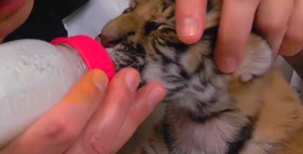 Endangered Malayan Tiger Cubs Born At Cincinnati Zoo - Sputnik International