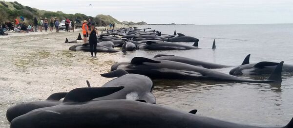 Whales are stranded at Farewell Spit near Nelson, New Zealand Friday, Feb. 10, 2017. Whales are stranded at Farewell Spit near Nelson, New Zealand Friday, Feb. 10, 2017. - Sputnik International